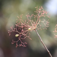 <i>Commiphora berryi</i>  (Arn.) Engl.